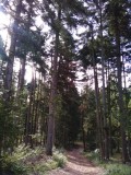 Postojna et ses forêts de pins